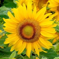 Подсолнечник декоративный Sunspot-карликовый-отлично подходит для выращивания на доплату 1 кг
