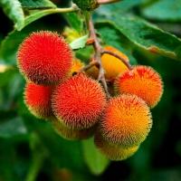 Drzewo truskawkowe 'Compacta' Sadzonka sadzonki mrozoodporne