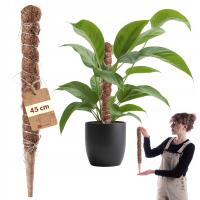 PALIK KOKOSOWY PODPORA DO ROŚLIN TYCZKA 45 cm MONSTERY KWIATÓW PAŁKA GRUBY