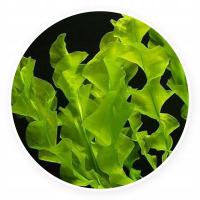 Aponogeton ulvaceus [1 szt / bulwa z liścmi]