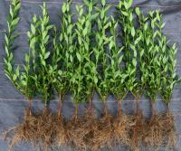 Ligustr pospolity - Liguster - Żywopłot -- 40-70cm --- 50szt.