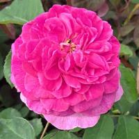 RÓZA ANGELIA PURPLE urzekające kolory BARDZO DŁUGO KWITNIE