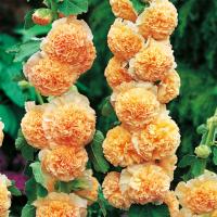 Alcea Malwa Pomarańczowa Orange 1 szt Malwy sadzonki sadzonka Odporna