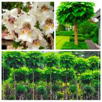 Katalpa Surmia Aurea семена бесплатно