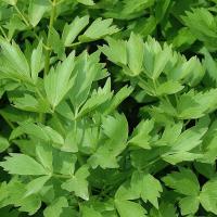 Любисток семена травы сад многолетние травы Неплавленое дополнение к супу