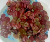 Phyllanthus fluitans-Красная рос.плавай. в аква.