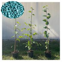 BRZOZA DOORENBOS 60-80 CM POŻYTECZNA BIAŁA KORA BETULA UTILIS NAWÓZ GRATIS