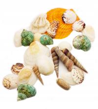 Набор декоративных ракушек для аквариума 100 г