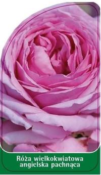 Róża wielkokwiatowa angielska pachnąca - W17etykiety szkółkarskie