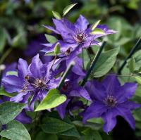 Клематис President крупноцветковый CLEMATIS с крупными цветками 2L