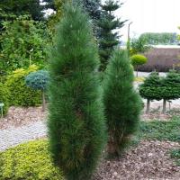 Сосна черная зеленая башня столбчатая форма уникальный рассада Pinus nigra
