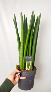 Sansevieria Straight железное растение идеально подходит для салонов XXL