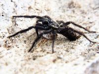 Heterothele gabonesis (SpidersForge)