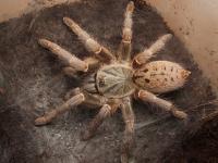 Pternochilus lugardi (SpidersForge)