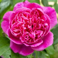 Пион темно-розовый (английский тип) 1 шт. Рассада в балоте