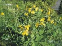 726. Чистотел ласточкина трава