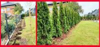 Tuja Szmaragd 180 200 250 280 cm. Transport i sadzenie - kompleksowa obsłga