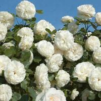 роза вьющаяся Белая -732
