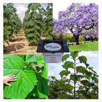 Кислородное дерево OXYTREE Paulownia ShanTong