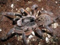 Ceratogyrus darlingi (SpidersForge)