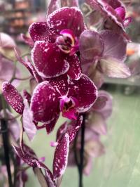 Орхидея Jmp 60cm 2 побега eduction