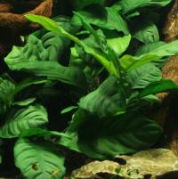 501 Anubias barteri z in vitro sadzonka NAJTANIEJ