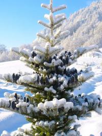 JODŁA KOREAŃSKA Abies Koreana ŻYWA CHOINKA 140-160 CM NIEBIESKE SZYSZKI