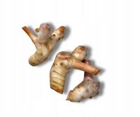 Świeży Galangal - Egzotyczny Korzeń Smaku - Porcja 100g
