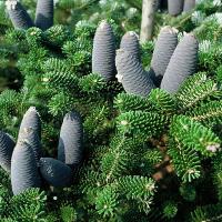 Пихта корейская Декоративная живая рождественская елка эффектная хвойная с шишками