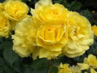 Róż Allgold (specjalne opakowanie)