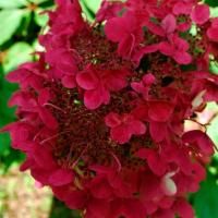 Hortensja bukietowa WIM'S RED Mocno czerwone kwiaty Duże sadzonki 3L