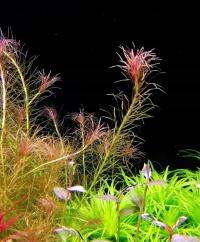 Mayaca Santarem Red 2 sztuki RARYTAS