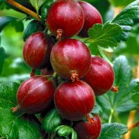 RIBES 'HINNONMAKI ROT' AGREST CZERWONY