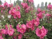 Lavatera Chamallow Ślazówka półkrzew piękny 3 LItry