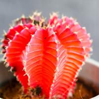 KOLOROWY KAKTUS Gymnocalycium mihanovichii Variegata NA KAŻDĄ OKAZJĘ