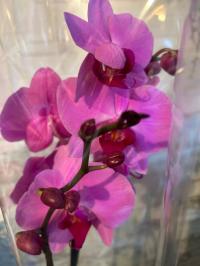 Storczyk żywy JMP 70cm 2 pędy minnneapol