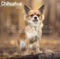 Chihuahua Calendar 2025 Square Dog Breed Wall Calendar - 16 Month Praca