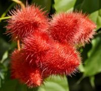 АРНОТА обыкновенная Bixa orellana-семена 400 штук-10г.