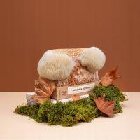 Zestaw do uprawy soplówka jeżowata balot | Fabryka Rozsady