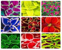 Пачули набор из 9 сортов Сажают. ru.