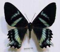 Бабочка Alcides orontes женская спинная сторона .