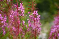 Wierzbówka kiprzyca - * семена 300шт*