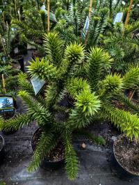 Araucaria araucana - Araukaria chilijska małpie drzewo - średnia
