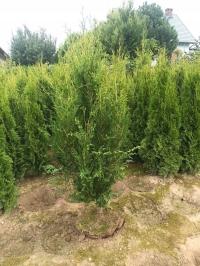 Туя Брабант 150-180 см быстрая изгородь-толстая, плотная, красивая быстрая стена