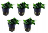 Anubias Petite - TROPICA (koszyk) - zestaw 5 sztuk