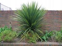 Австралийская кордилина большая праздничная распродажа!Австралийская кордилина Wi