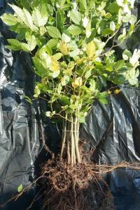 Бук обыкновенный саженцы 100-150 см морозостойкий