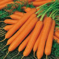 Marchew Amsterdamska - odmiana wczesna, chrupiąca, smaczna - nasiona