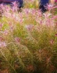 Rotala Mayaca Santarem Red Hodowla podwodna