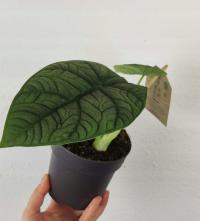 Alokazja Alocasia Melo 20 cm